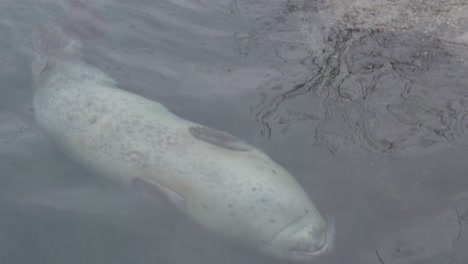 harbor-seal-swimming-upside-down-slomo