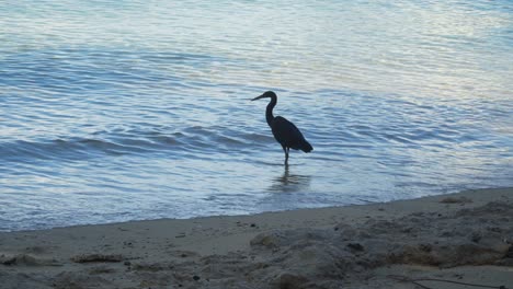 Pacific-Reef-Heron-stalking-fish-on-the-beach-and-flying-away-out-of-frame,-Fiji