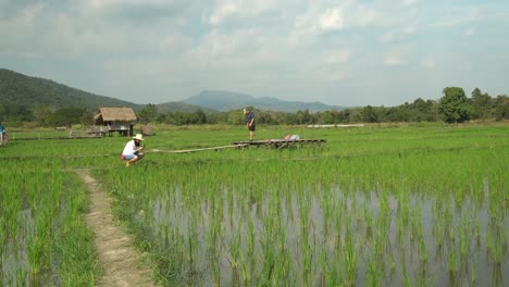 Visiting-the-rice-field-near-the-Straw-sculptures-park-in-Chiang-Mai,-Thailand