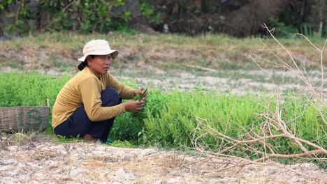 Kambodschanische-Dame-Pflückt-Kräuter-Auf-Einem-Feld-Auf-Einem-Bauernhof