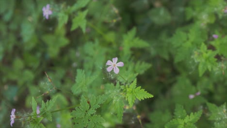 Herb-robert-Geranium-Robertianum-forest-floor-JIB-SHOT