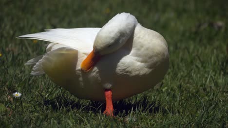Junge-Weiße-Ente-Im-Gras-Juckt-Und-Kratzt-Mit-Seinem-Schnabel,-Nahaufnahme