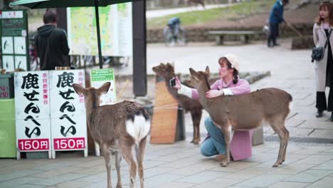 Schönes-Junges-Asiatisches-Mädchen,-Das-Ein-Selfie-Mit-Einem-Niedlichen-Hirsch-Im-öffentlichen-Park-Von-Nara-Macht