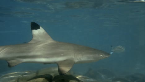 A-Black-Tip-Reef-Shark-swimming-peacefully-with-other-species-of-fish-in-shallow-water---slow-motion
