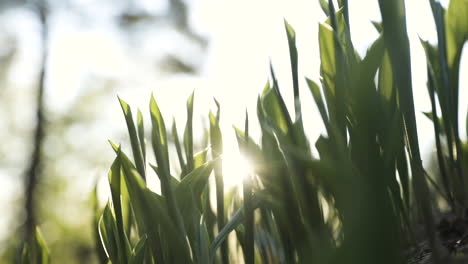 Close-up-slide-shot-of-green-grass-as-sun-shines-through-it
