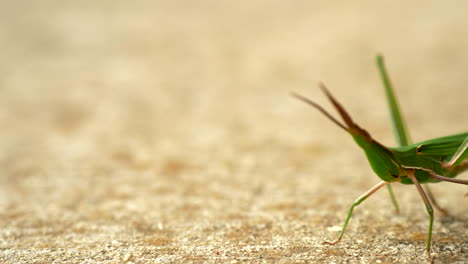 CLOSE-UP-Giant-Green-Slantface-Grasshopper-On-A-Footpath,-PAN-RIGHT