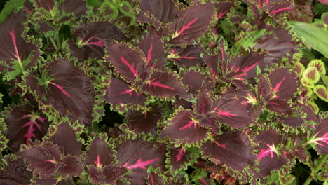 Dunkelviolette,-Rote-Und-Grüne-Blattpflanze