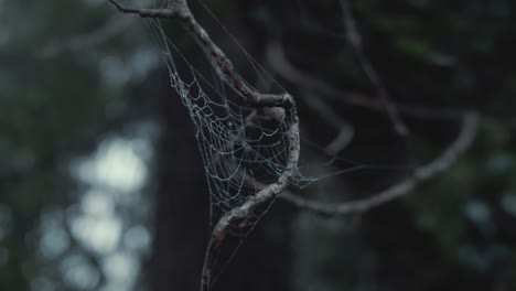 Cobweb-in-branch-within-woodland-forestry