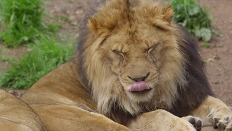 sleepy-male-lions-pan-from-one-to-other-yawning-slow-motion