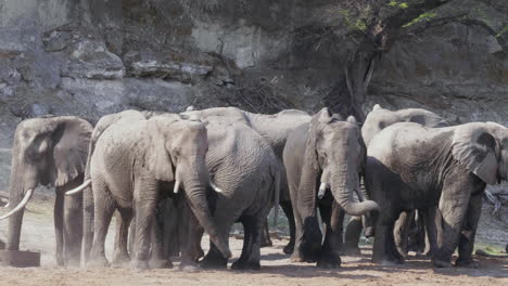A-herd-of-beautiful-elephants-waiting-their-turn-to-drink-some-water-at-a-well---wide-pan