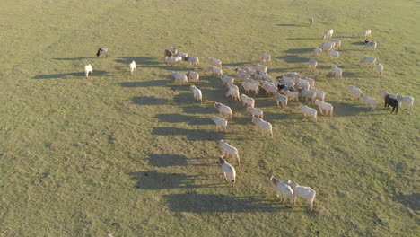 Cattle-herd-grazing-at-sunset