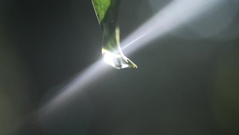 Drop-hanging-on-leaf,-blurred-background,-with-ray-of-light