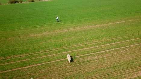 Aerial-view-of-a-man-running-with-his-purebred-Caucasian-Shepherd-dogs-on-a-field