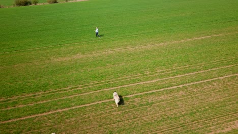 Vista-Aérea-De-Un-Hombre-Corriendo-Con-Sus-Perros-Pastores-Caucásicos-De-Pura-Raza-En-Un-Campo