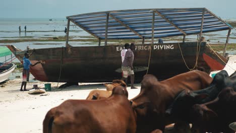 Group-of-men-fixing,-cleaning-and-preparing-their-small-wooden-boat,-cows-in-foreground