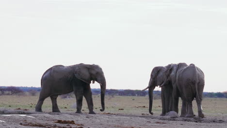 Bull-Elephants-Ready-To-Fight-Near-The-Waterhole-In-Nxai-Pan,-Botswana---wide-shot