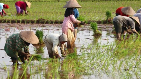 Unscharfes-Video-Körnig,-Geräusche-Und-Weicher-Fokus-Video-Von-Bauern,-Die-In-Der-Regenzeit-Reis-Anbauen