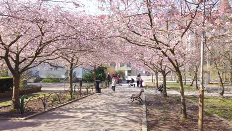 People-under-cherry-blossom-in-sunny-day
