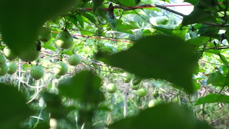 lots-of-raw-and-fresh-passion-fruit-on-the-tree,-passion-fruit-farm