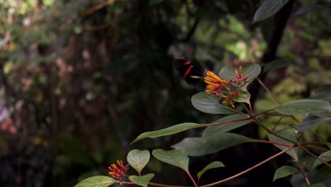 Close-up-shot-of-a-black-butterfly-with-a-red-stripe-on-its-wings-as-it-sits-on-a-yellow-flower-and-moves-its-wings,-butterfly-in-the-tropical-rainforest-of-the-Academy-of-Sciences-in-San-Francisco