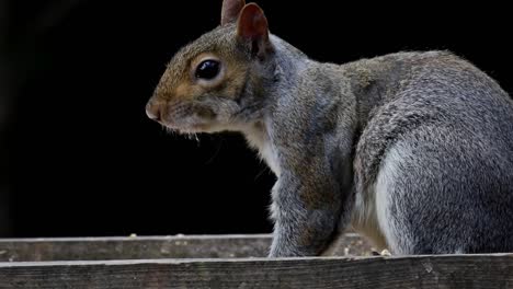 Grey-Squirrel,-Sciurus-carolinensis,-feeding-on-back-garden-bird-table