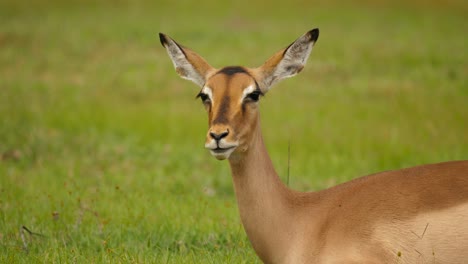 Impala-Schluckt-Nahrung-Und-Erbricht-Das-Wiederkäuen,-Addo-Nationalpark,-Südafrika