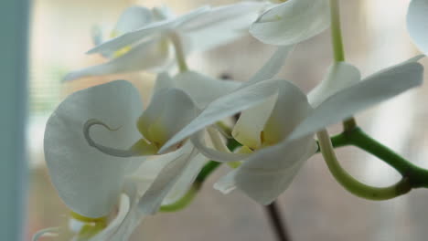 Close-up-isolated-shot-of-white-orchid,-with-blurry-background