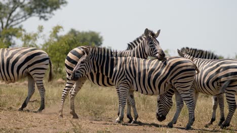Slow-Motion-of-Burshells-Zebras-in-Pasture-of-Kruger-National-Park,-South-Africa