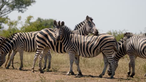 African-Animals-in-Pasture