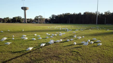 Flocks-of-Australian-Little-Corella-Parrots-and-White-Crested-Cockatoos-are-feeding-on-grass-in-a-sunny-day