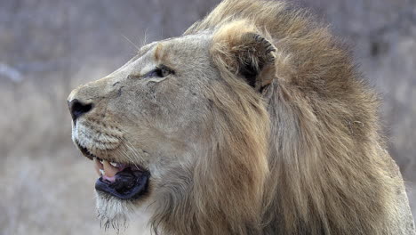 Side-close-up-of-face-of-male-lion-surveying-surroundings,-shallow-DOF