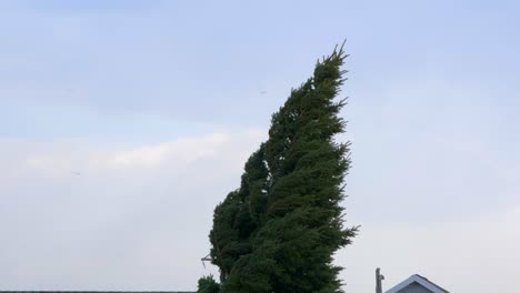 Fierce-70-80-mile-per-hour-winds-hit-a-ver-tall-spruce-or-pine-tree-causing-it-to-bend-really-hard