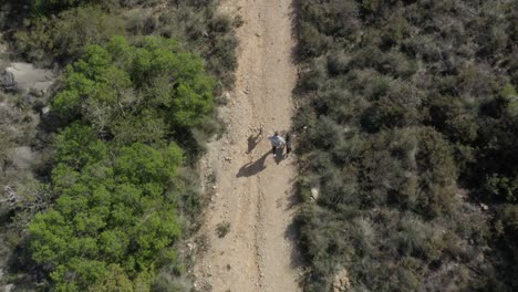 A-man-runs-with-two-dogs-on-a-leash-through-a-dirt-biking-trail-as-a-drone-flies-overhead,-Birdseye-view-aerial