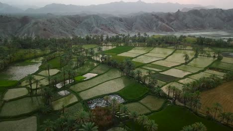 Aerial-move-above-green-rice-fields-farmers-work-plow-with-red-brown-bulls-under-the-date-palms-trees
