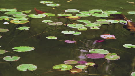 Wunderschöne-Magische-Koi-Fische-Fließen-Langsam-Unter-Lilienpolstern-Im-Grünlich-roten-Wasser-Dieses-Meditationsteichs