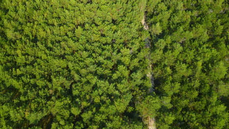 Stilo-Leuchtturm,-Umgeben-Von-Wald-An-Der-Küste-Der-Ostsee,-Polen