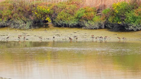 Marbled-Godwit-dipping-their-beaks-in-the-waters-edge-feeding