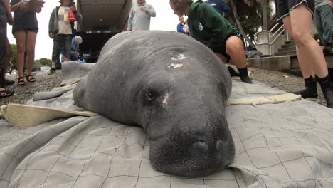 manatee-face-close-up-prior-to-being-released-back-into-water