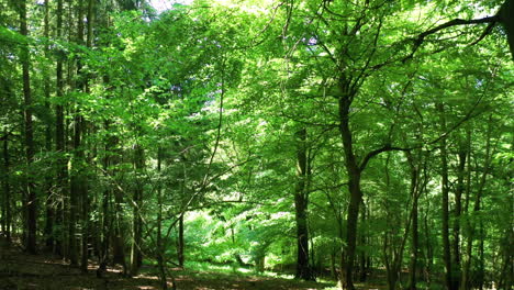 Forward-motion-shot-inside-a-green-forest,-on-a-bright-sunny-day