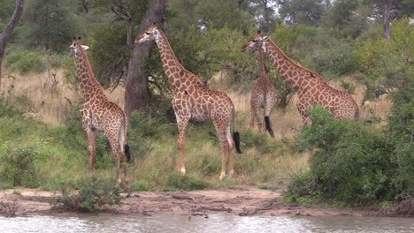 Group-of-giraffes-move-around-in-green-bushy-landscape-by-water