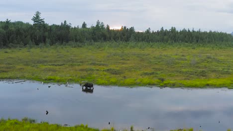 Moose-at-sunset-stands-at-river-shoreline-within-marsh-landscape
