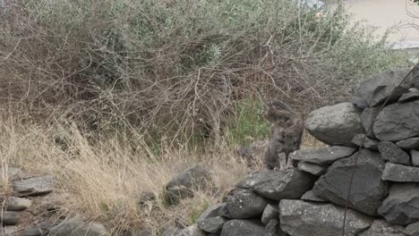 Single-grey-cute-adorable-stray-camouflage-feral-cat-sitting-on-granite-stone-wall-rocks-with-unkept-bushes-and-grass-in-background,-static-portrait