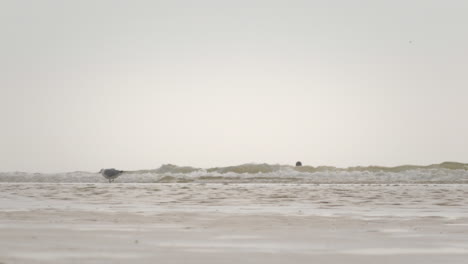 A-jet-ski-passes-a-surfer-and-a-seagull-on-a-clouded-day-at-the-beach