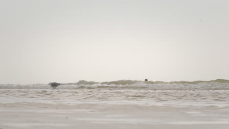 Un-Jet-Ski-Pasa-Un-Surfista-Y-Una-Gaviota-En-Un-Día-Nublado-En-La-Playa