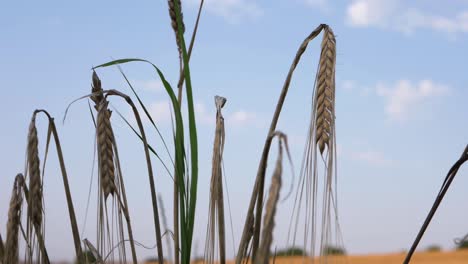 Dry-wheat-growing-against-blue-skies-close-up-shot