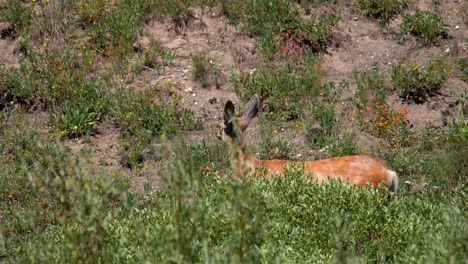 Mule-deer-grazing-in-the-mountain-of-Colorado