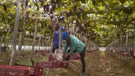 Dos-Trabajadoras-De-La-Viña-Recogen-Racimos-De-Uvas-Del-Dosel-Superior-De-La-Vid