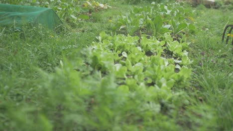 Vegetable-garden-row-growing-carrots,-lettuce,-kale-and-turnips