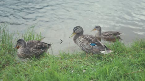 Mallard-ducks-preen-their-feathers-on-river-shoreline,-MEDIUM-SHOT