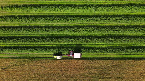 Drone-top-down-shot-of-a-harvesting-machine-harvesting-blackberry-plants